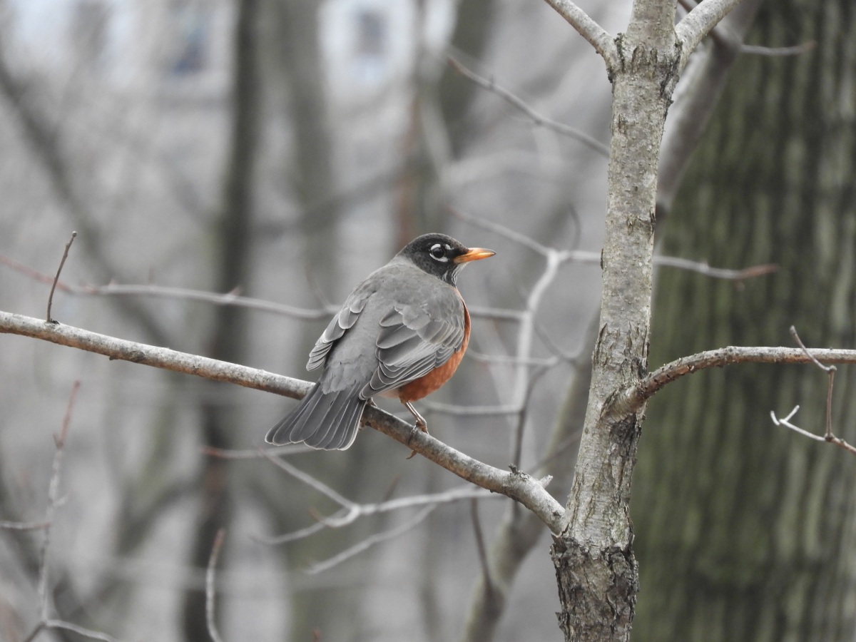 American Robins Arrive and Sing
