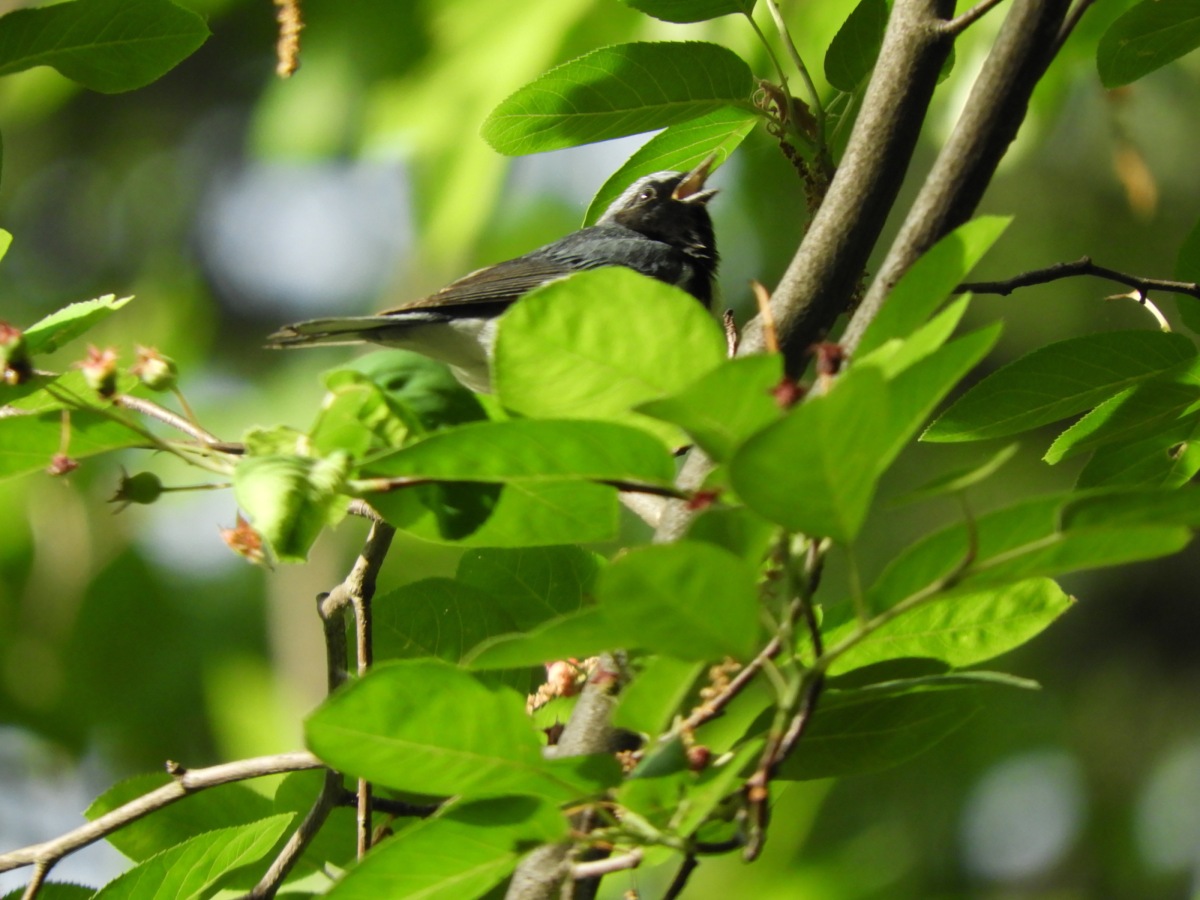 A Black-throated Blue on the Old Green Hill