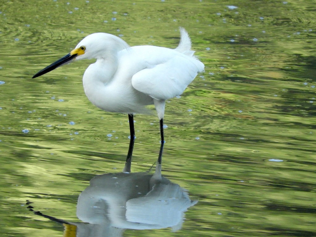 Fast Fishing with the Snowy Egret