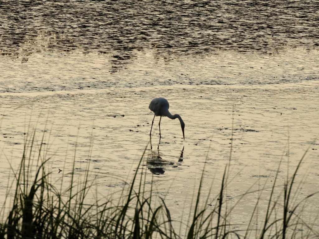 The Ebb and Flow of Egrets and Herons 
