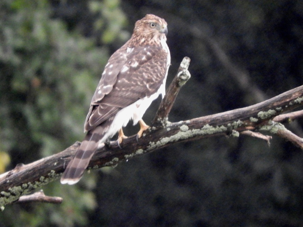 Rain and Floods and a Hawk from Somewhere