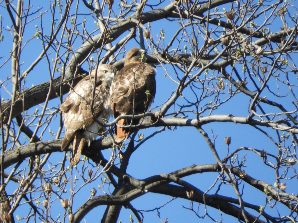 Questions for These Red-tailed Hawks Sitting in a Tree on March 25