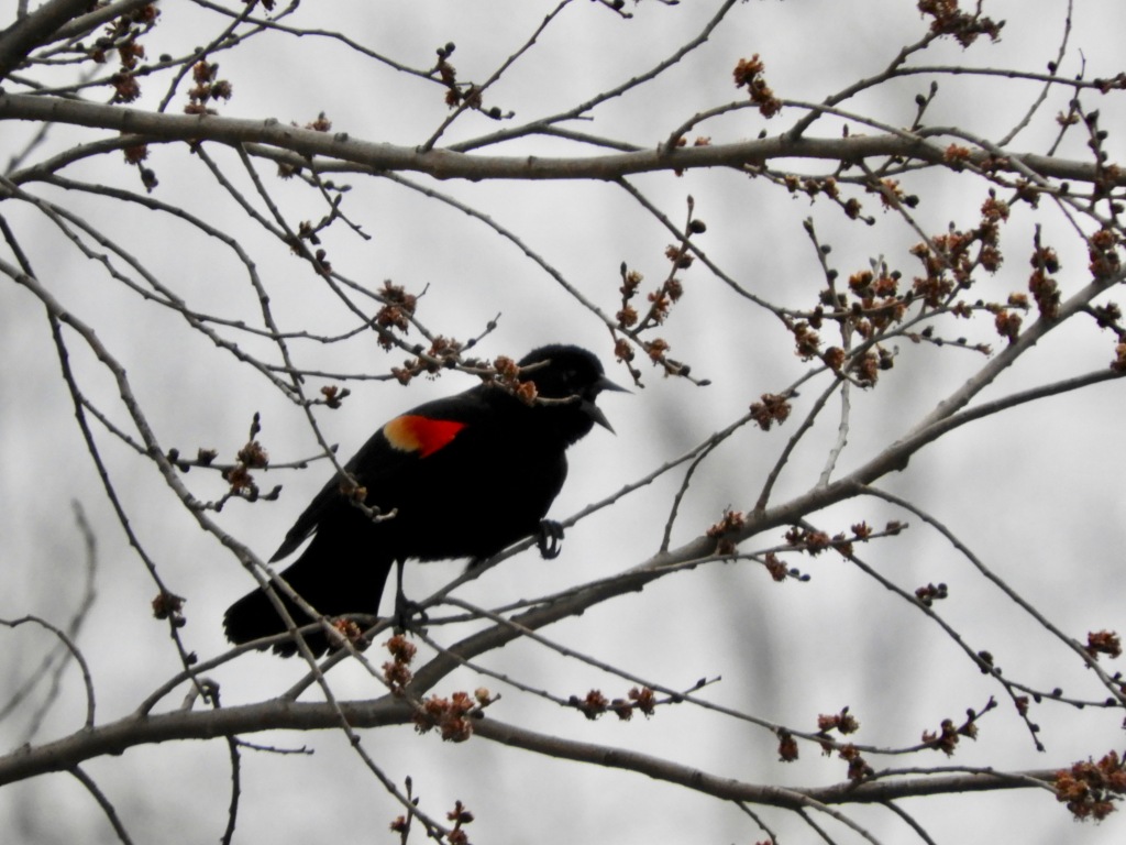 Red-winged Blackbirds Return to the Marsh