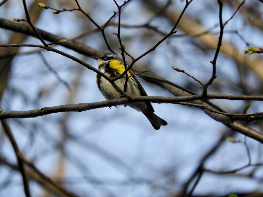 The Return of the Yellow-rumped Warblers